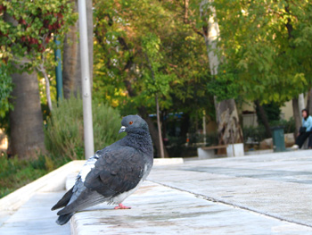 鳩とガイドさん